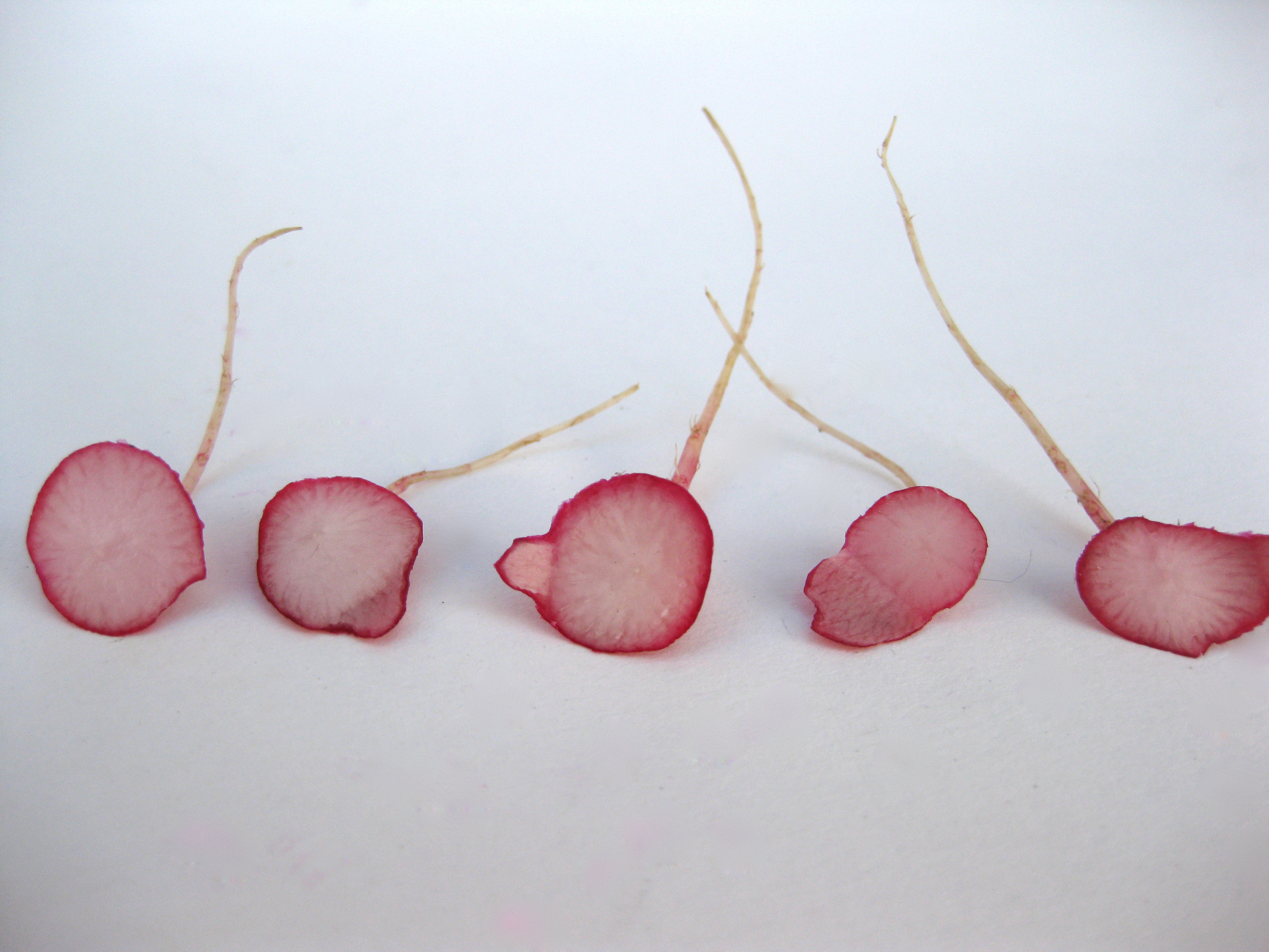vegetables14